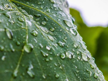 damla yaprak üzerinde