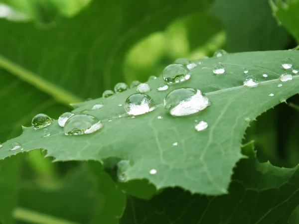 damla yaprak üzerinde