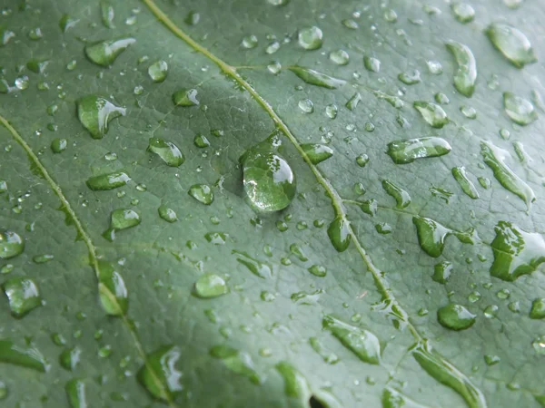 damla yaprak üzerinde