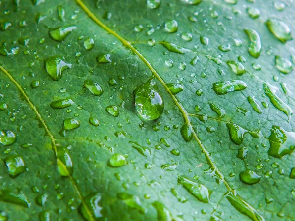 damla yaprak üzerinde