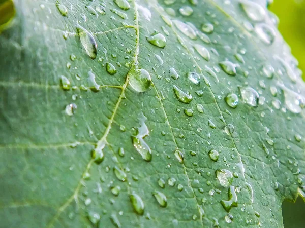 damla yaprak üzerinde