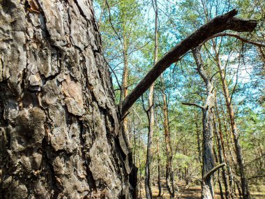 Bir çam kabuğu yakın çekim