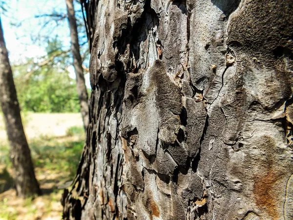 Bir çam kabuğu yakın çekim