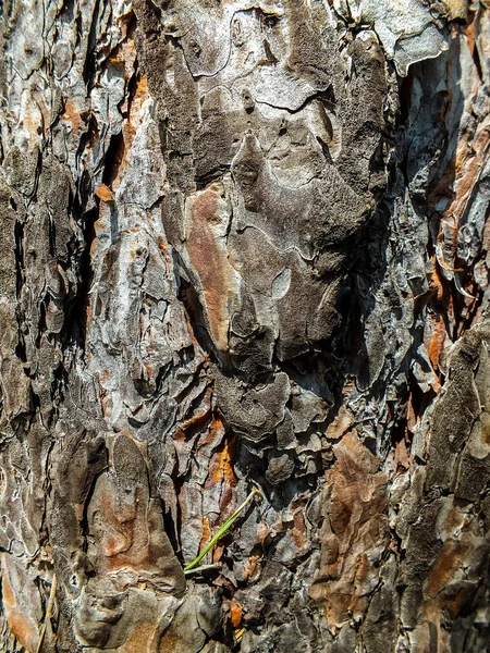Bir çam kabuğu yakın çekim