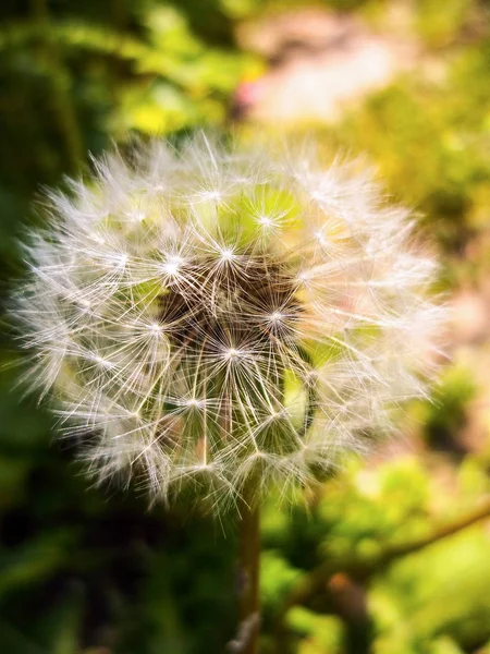 Çimlerin üzerinde karahindiba