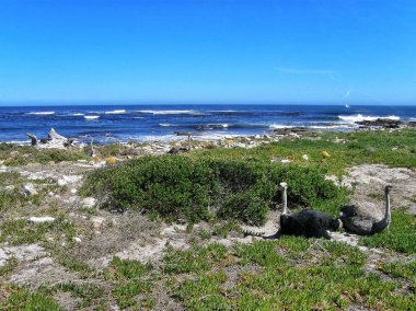 Devekuşları Atlantik kıyısında