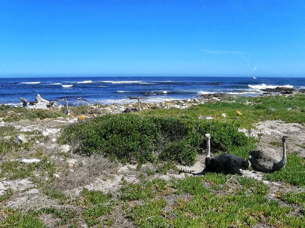 Devekuşları Atlantik kıyısında