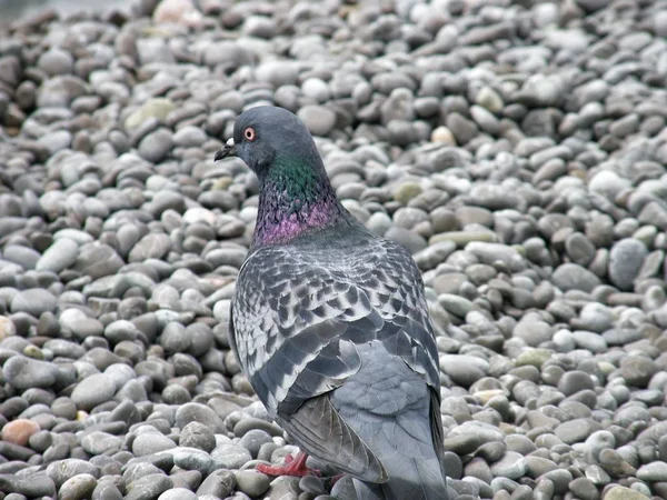 Güvercin taşlar arka planı