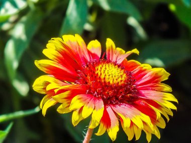 Çiçek Gailardia portre