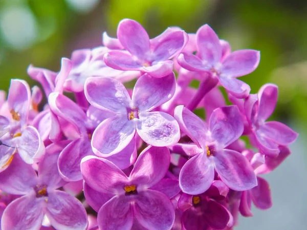 Lilac flowers close-up — Stock Photo, Image