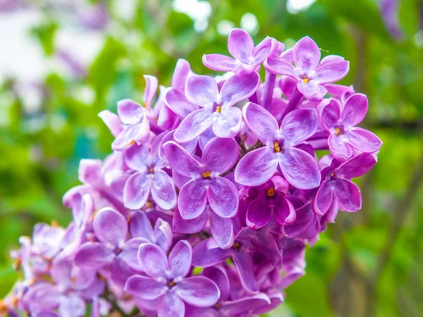 Eflatun çiçekler yakın çekim