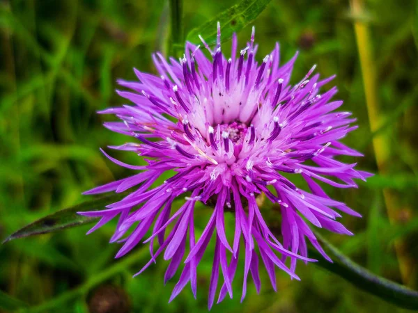 Квітка гіполейки Центавра крупним планом. Кукурудзяна квітка — стокове фото