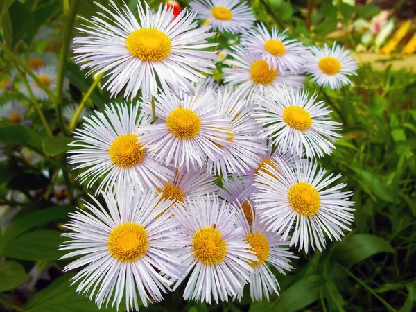 beyaz papatya çiçekleri