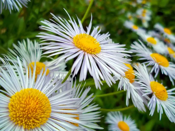 beyaz papatya çiçekleri