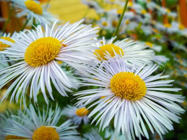 beyaz papatya çiçekleri