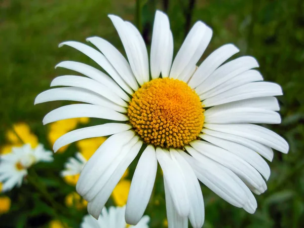White daisy flower close-up. Chamomile closeup