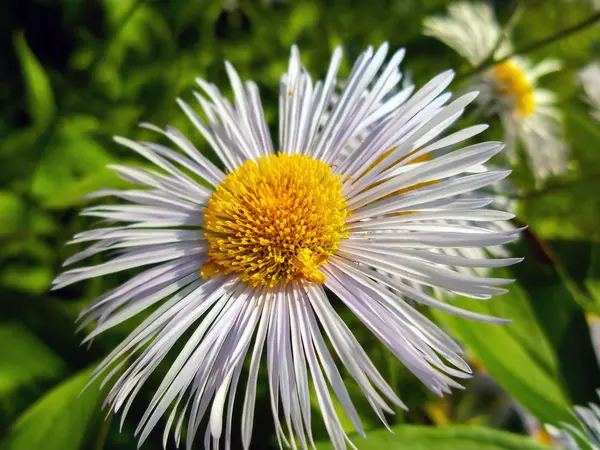 Beyaz papatya çiçeği.