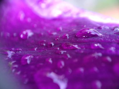 Menekşe çiçek üzerinde damla