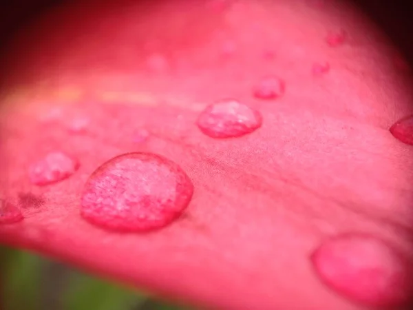 Gotas em uma flor de lírio — Fotografia de Stock