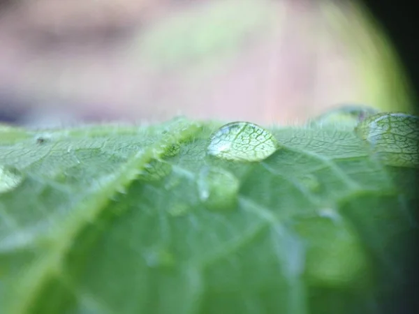 damla yaprak üzerinde