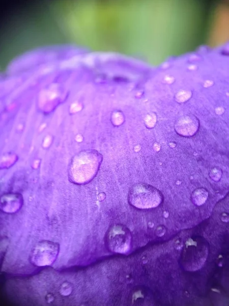 Menekşe su damlaları