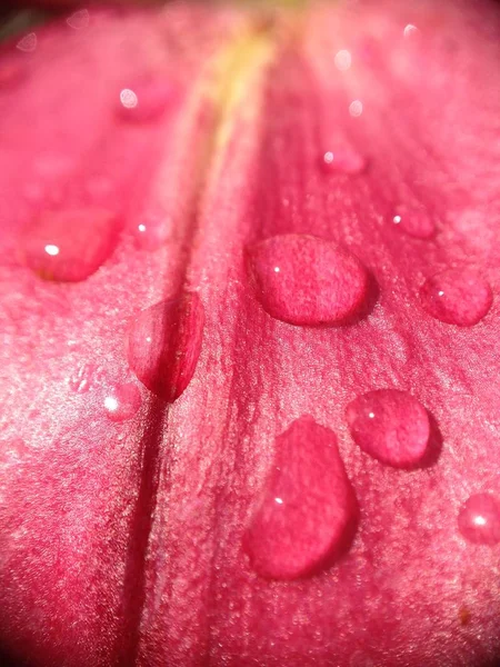 Gotas em uma flor de lírio — Fotografia de Stock