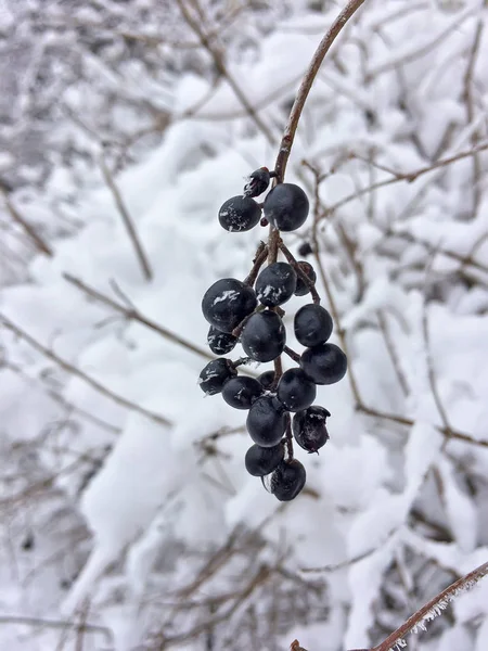 karlı bir arka plan üzerinde dondurulmuş meyveler