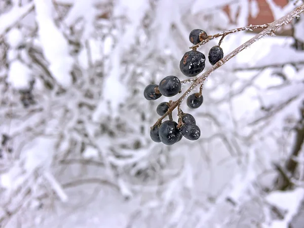 karlı bir arka plan üzerinde dondurulmuş meyveler