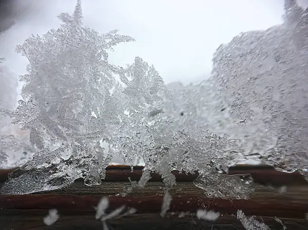 Donmuş bir dalı üzerinde buz gibi desenleri