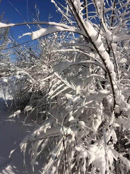 karla kaplı ağaçların dalları