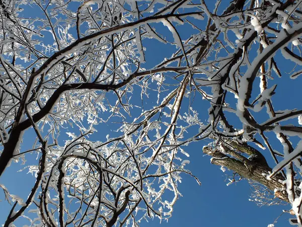 karla kaplı ağaçların dalları