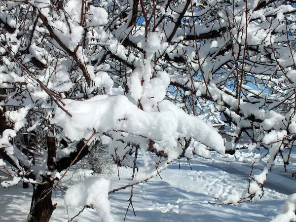 Snow-covered branches of trees — Stock Photo, Image