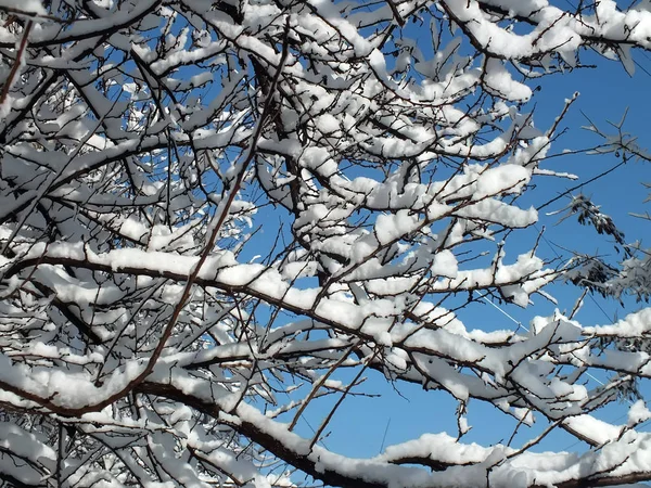 karla kaplı ağaçların dalları