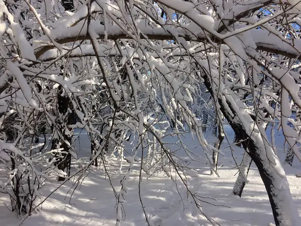 karla kaplı ağaçların dalları