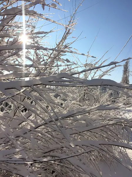 karla kaplı ağaçların dalları