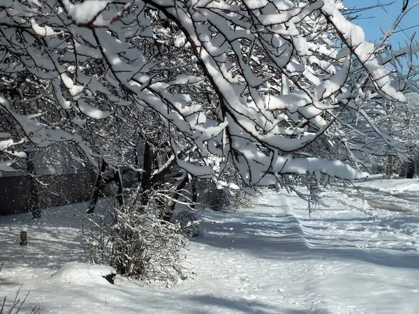 karla kaplı ağaçların dalları