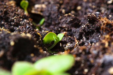 Makro dünya küçük Bahar tatili yere yakın çekim dışarı vuruyor