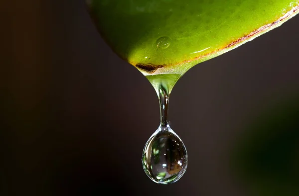 Tropfen Der Von Einem Grasblatt Auf Einen Dunklen Hintergrund Fällt — Stockfoto