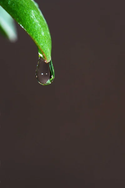 Una Gota Agua Transparente Congelada Punta Una Hoja Hierba Lista — Foto de Stock