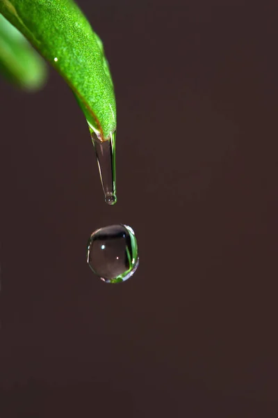 Una Gota Agua Transparente Congelada Punta Una Hoja Hierba Lista — Foto de Stock