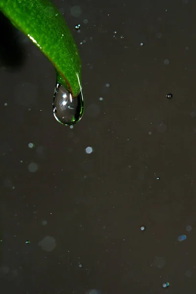 Ein Tropfen Klares Wasser Gefroren Der Spitze Regen Makroaufnahme — Stockfoto