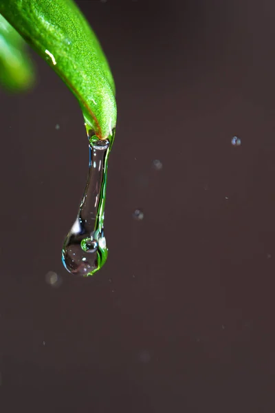 雨のマクロ撮影でヒント冷凍澄んだ水のドロップ — ストック写真