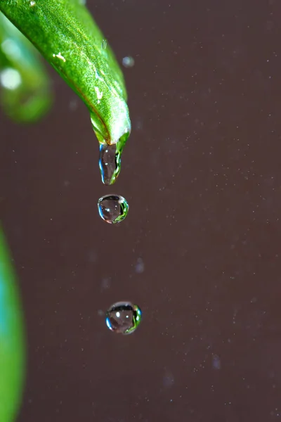 雨のマクロ撮影でヒント冷凍澄んだ水のドロップ — ストック写真