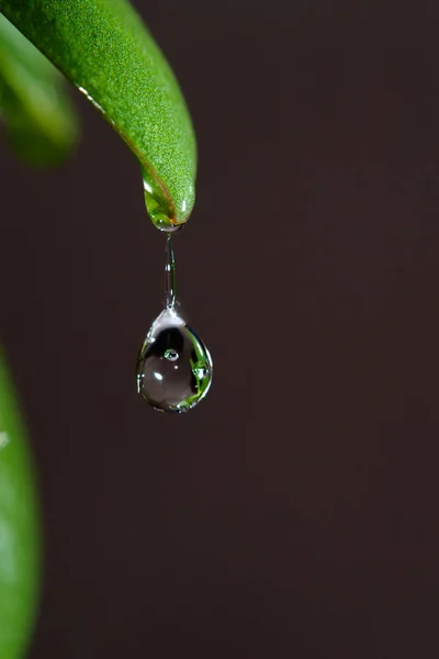 Ein Tropfen Transparenten Wassers Gefroren Auf Der Spitze Eines Grasblattes — Stockfoto