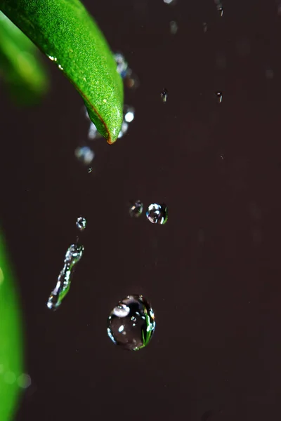Drop Clear Water Frozen Tip Rain Macro Shot — Stock Photo, Image