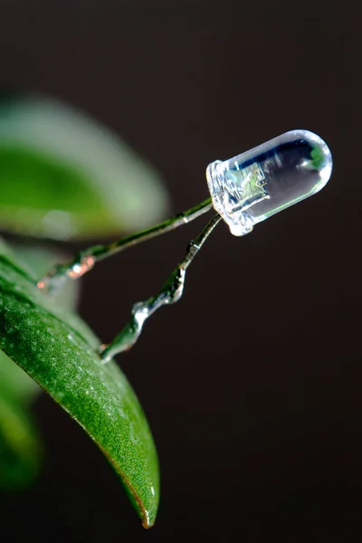 Jam Bumi 2018 Led Dalam Daun Tanaman — Stok Foto