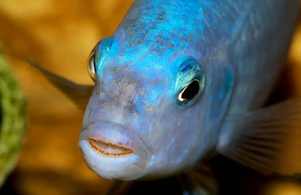 aquarium fish close-up. cichlid predator with teeth in mouth