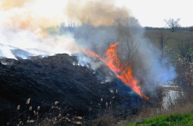 alan, çimen, yeni bitki daha iyi bir büyüme için yanan üzerinden güçlü bir alev ateş