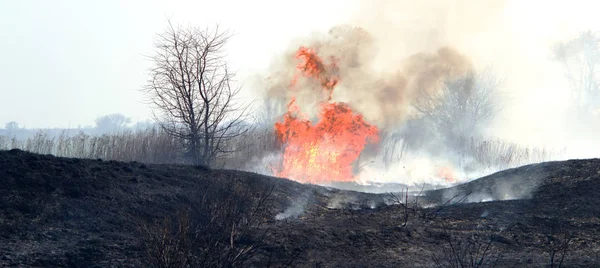 fire on the field, a strong flame from the burning of grass for a better growth of new vegetation