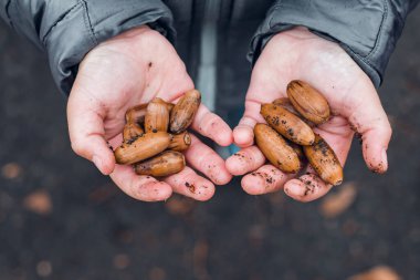 Pis çocuklar, elleriniz meşe palamudu dolu, yaklaşın..